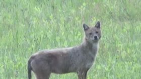 VIDEO România, invadată de animale sălbatice! Urși, pantere și șacali pe drumurile din Dâmbovița